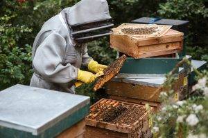 unrecognizable beekeeper harvesting honey in apiary