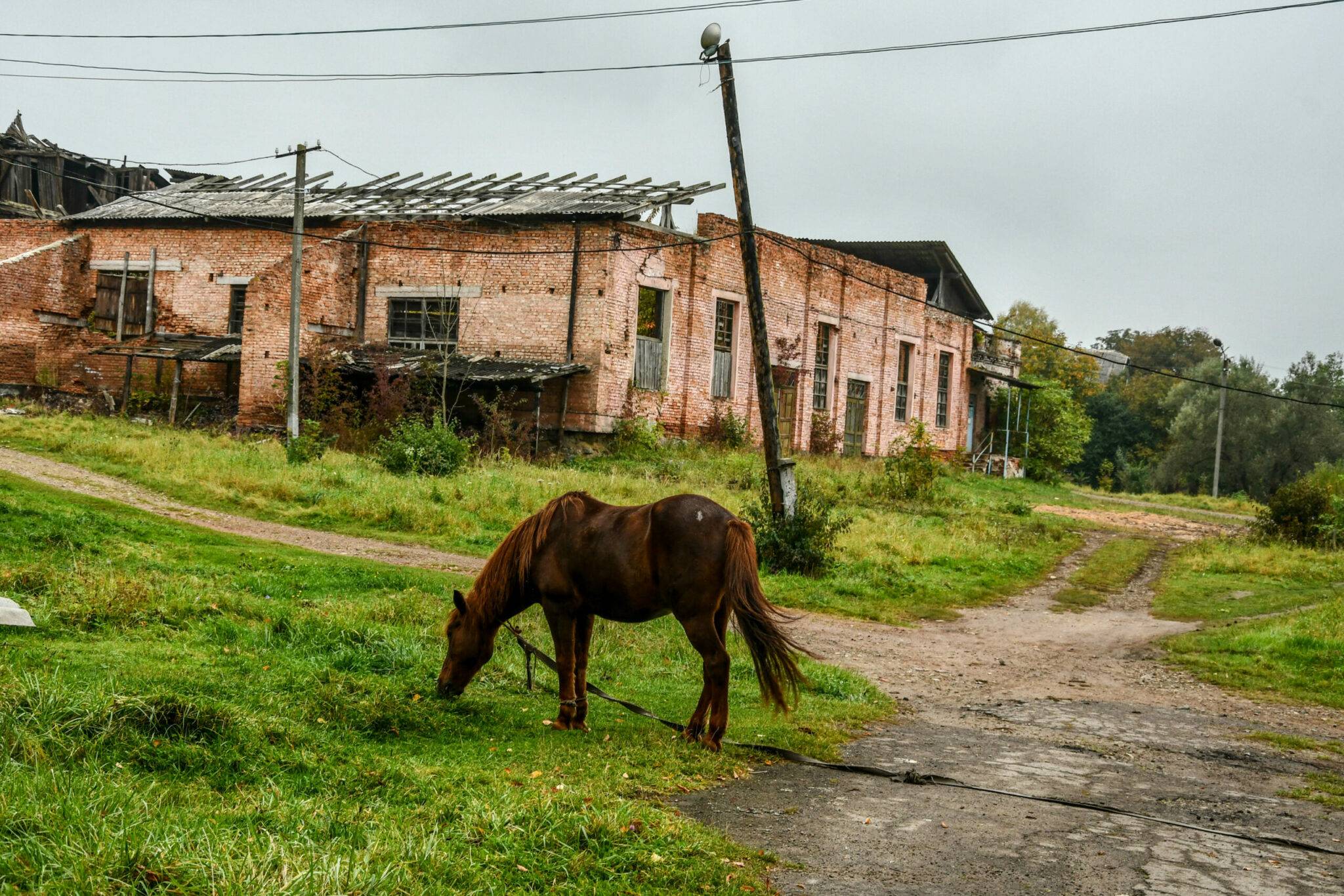 Karabagh-Pferde (Karabachpferderasse) — VIDEO
