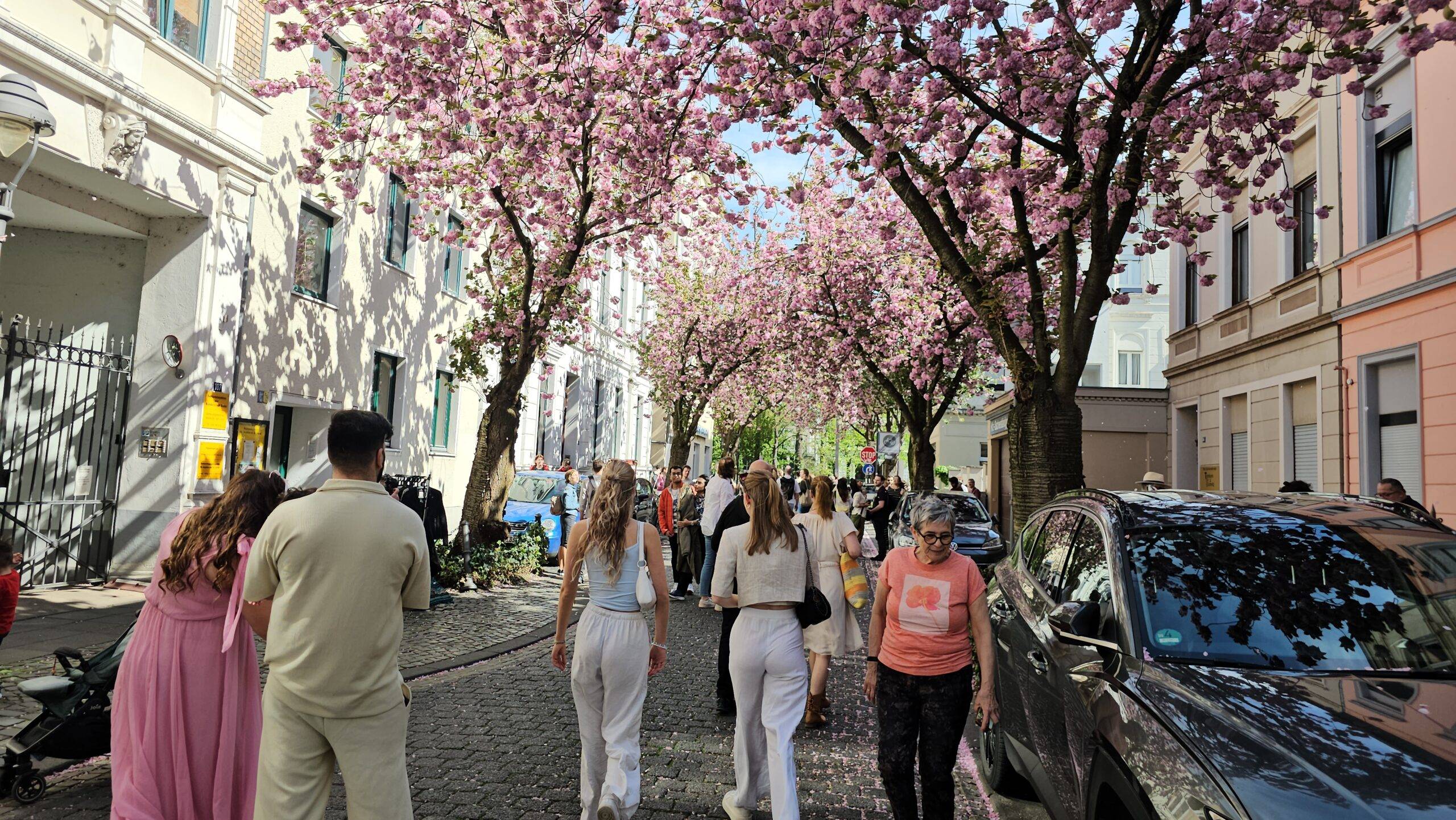 Улица цветущей сакуры в Бонне